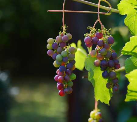 Vini di Montefalco: Alla Scoperta dei Tesori Enologici dell'Umbria