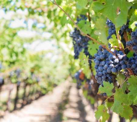 Vini tipici del Trasimeno: un viaggio tra Gamay del Trasimeno e i vini della Colli del Trasimeno DOC