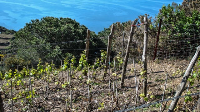 Cinque Terre Wine Tour: visita nel vigneto e degustazione con il vignaiolo a Riomaggiore