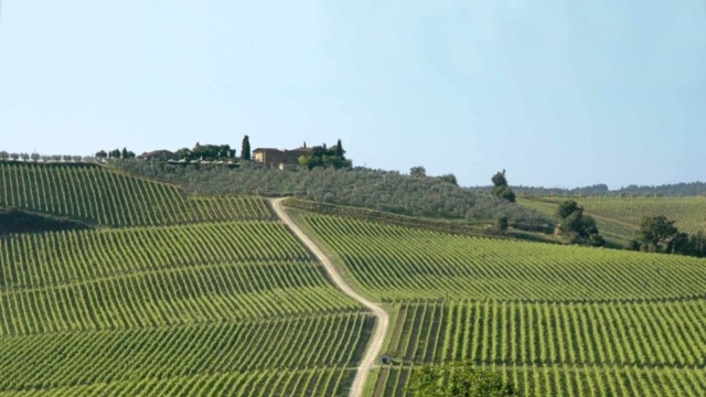 Wines of Chianti, visit of winery and tasting