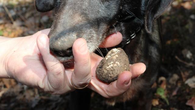 Discovering the Black Truffle