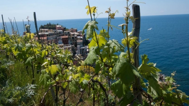 Wine Tour Manarola: walking through the vineyards and tasting