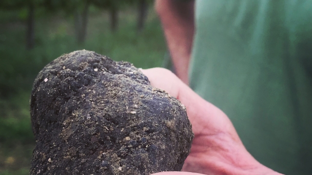 The Black truffle: from the pit to the table