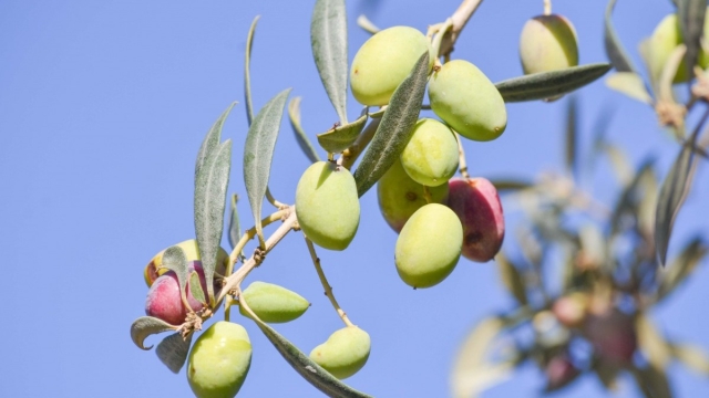 Between centuries-old olive groves to taste excellent oil and food!