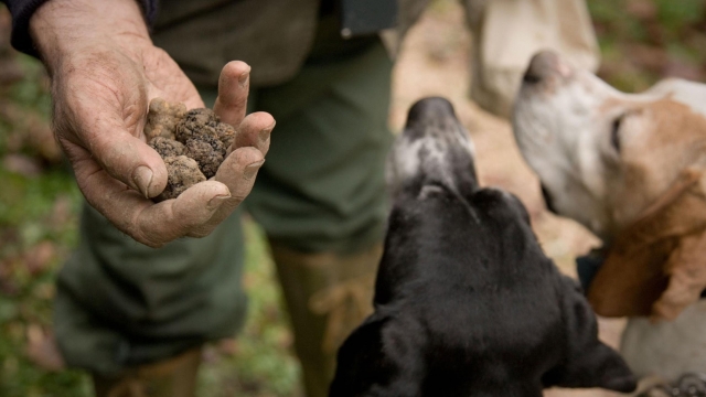 Truffle and nature: a weekend in the tradition in Pietralunga valley