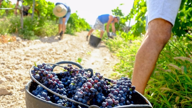 Harvesting in Umbria: from vine to wine a unique experience