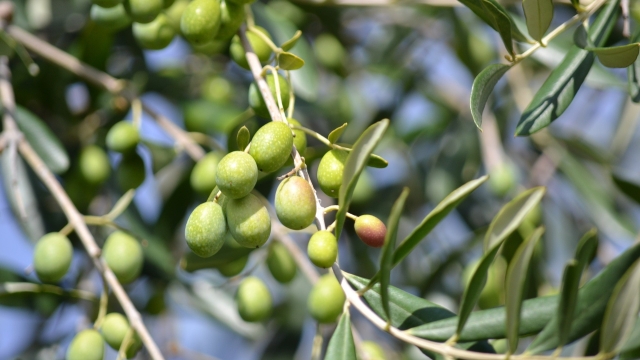 Itinerari gourmet: a Trevi raccolta delle olive e cava del tartufo