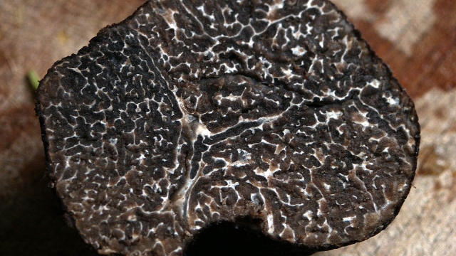 Umbria Gourmet: discovering black truffle