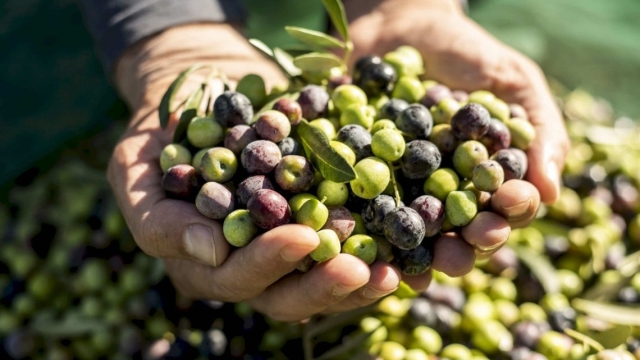 Olive harvest on the hills of Orvieto