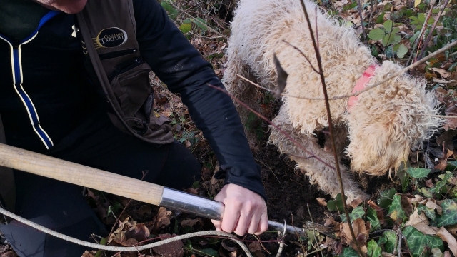 Truffle Hunting: scopri il mondo del tartufo