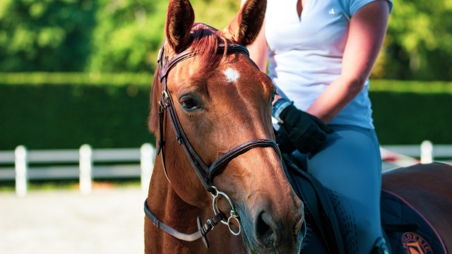 Horse riding and taste in the Perugia countryside