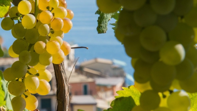 Cinque Terre Wine Tour: wine tasting with sommelier