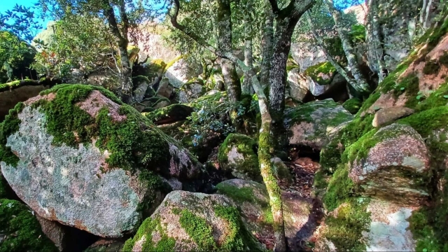 Trekking per principianti in Sardegna - Escursione nella Foresta Sette Fratelli