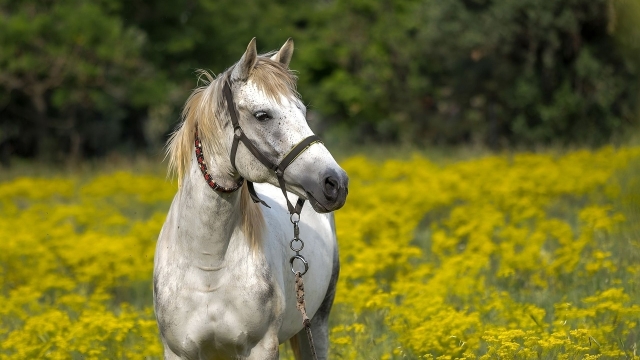 A cavallo sui monti di Orvieto