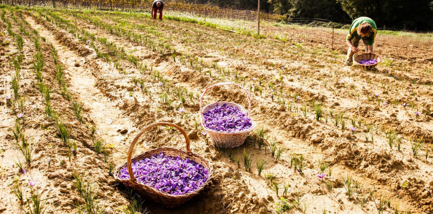 Umbrian saffron: a centuries-long journey