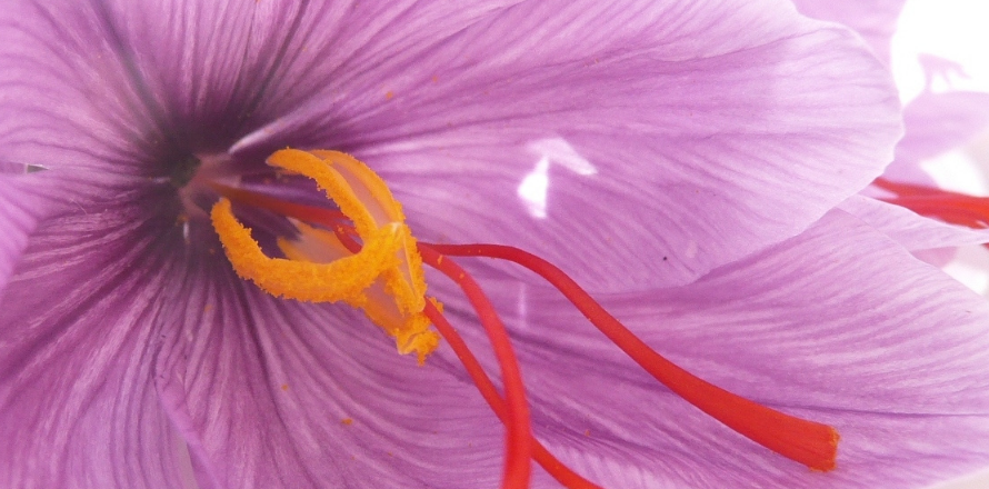 Umbrian saffron: a centuries-long journey