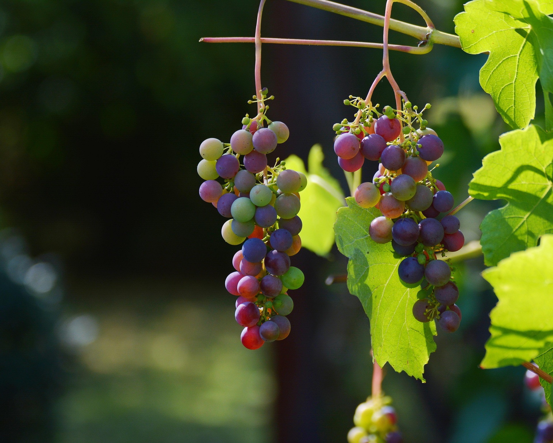 Vini di Montefalco: Alla Scoperta dei Tesori Enologici dell'Umbria