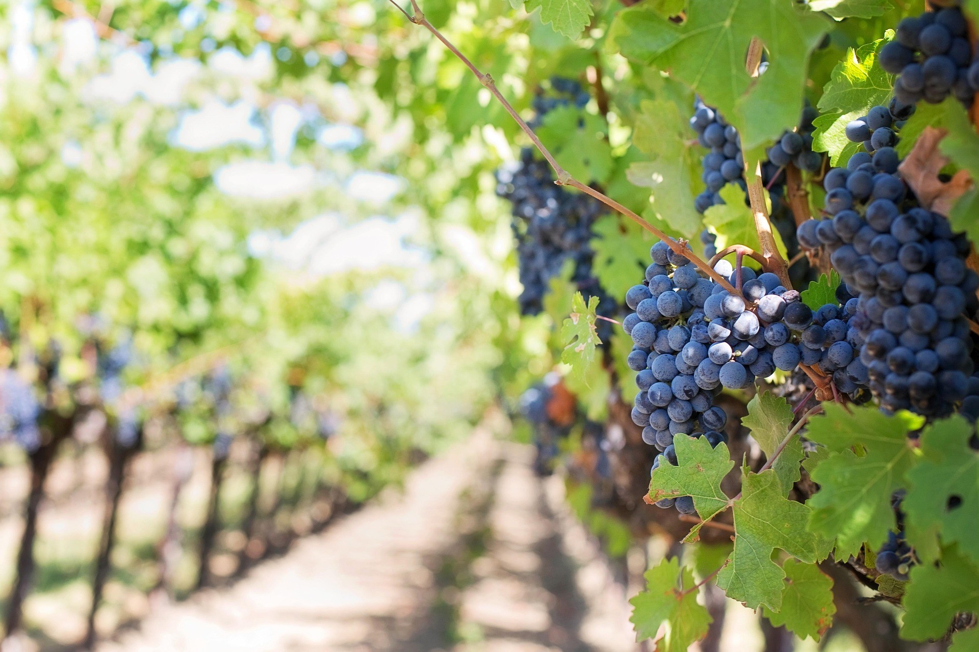 Vini tipici del Trasimeno: un viaggio tra Gamay del Trasimeno e i vini della Colli del Trasimeno DOC