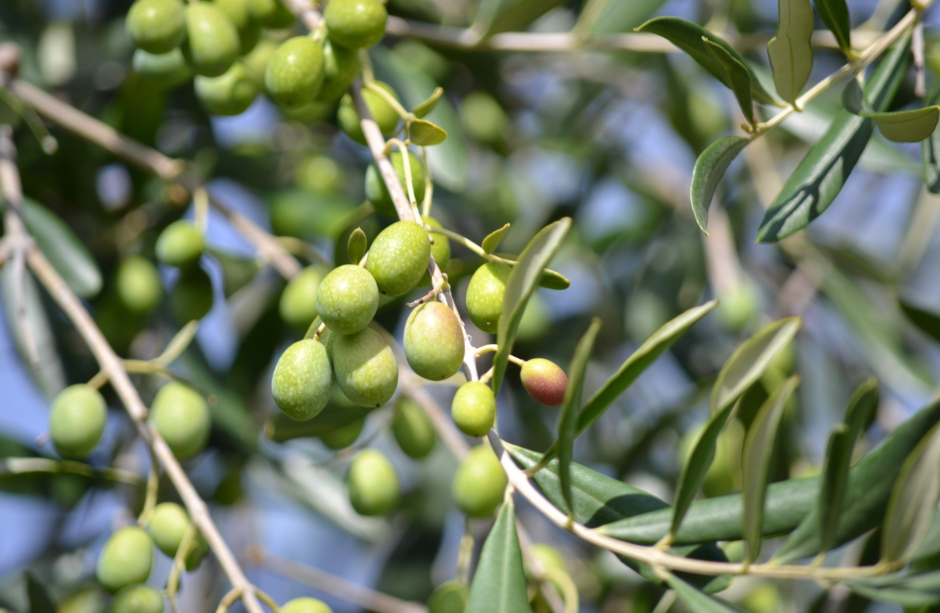 Itinerari gourmet: a Trevi raccolta delle olive e cava del tartufo