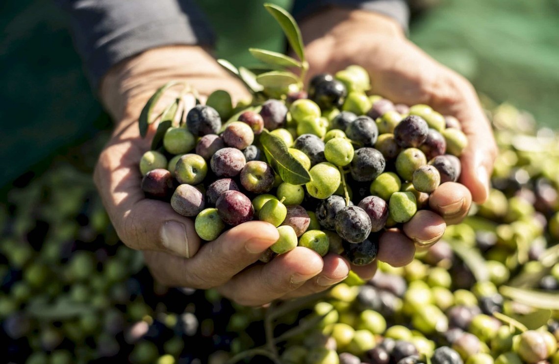 Olive harvest on the hills of Orvieto