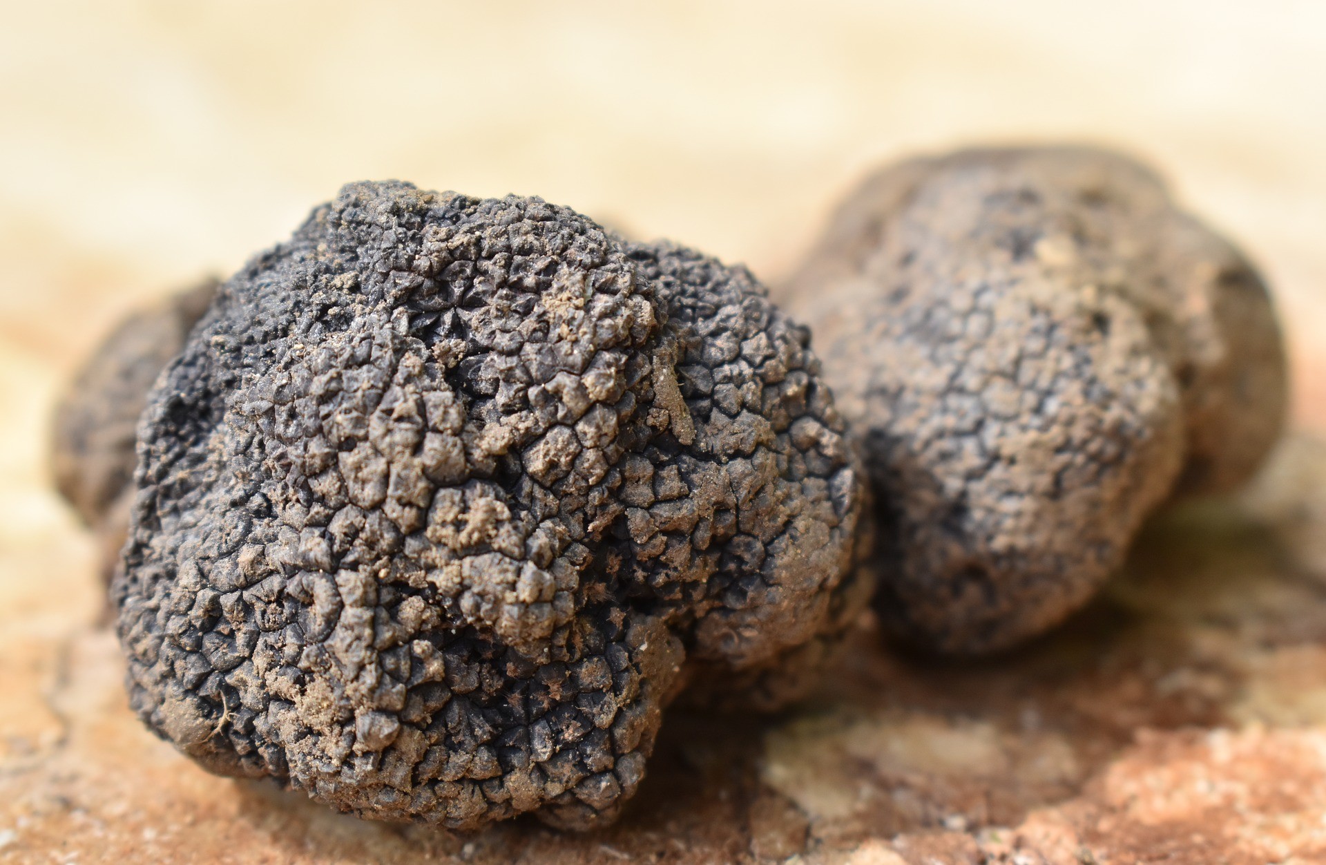 Looking for truffles in the hills of the Marche region