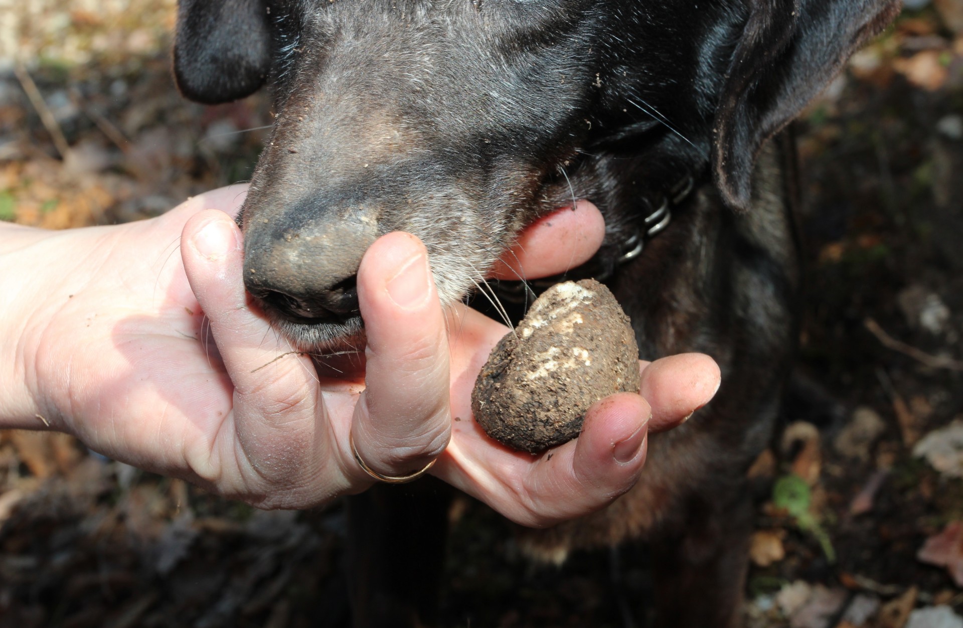 Discovering the Black Truffle