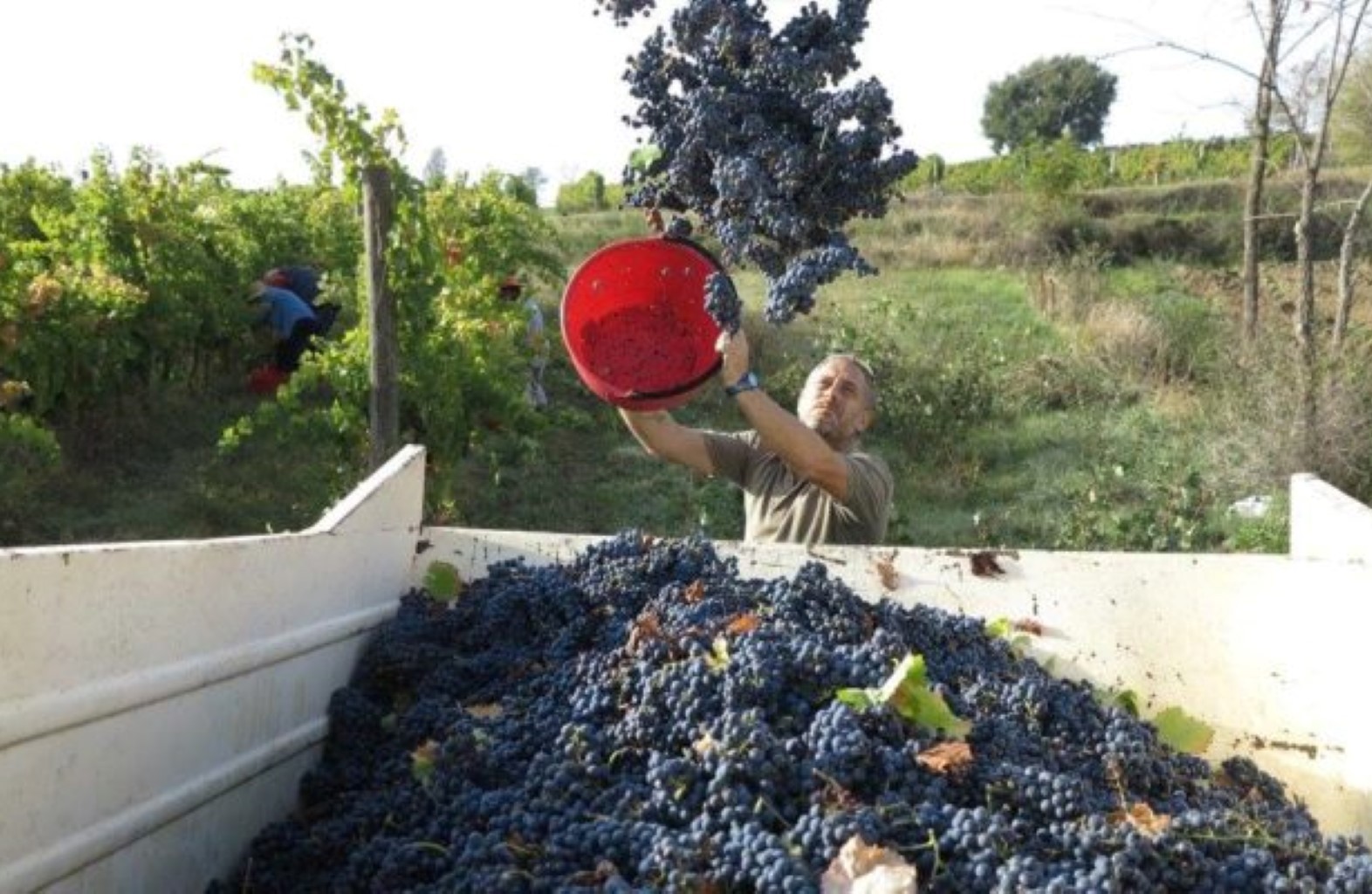 Tour del vigneto e degustazione di vini bio nel cuore dell'Umbria