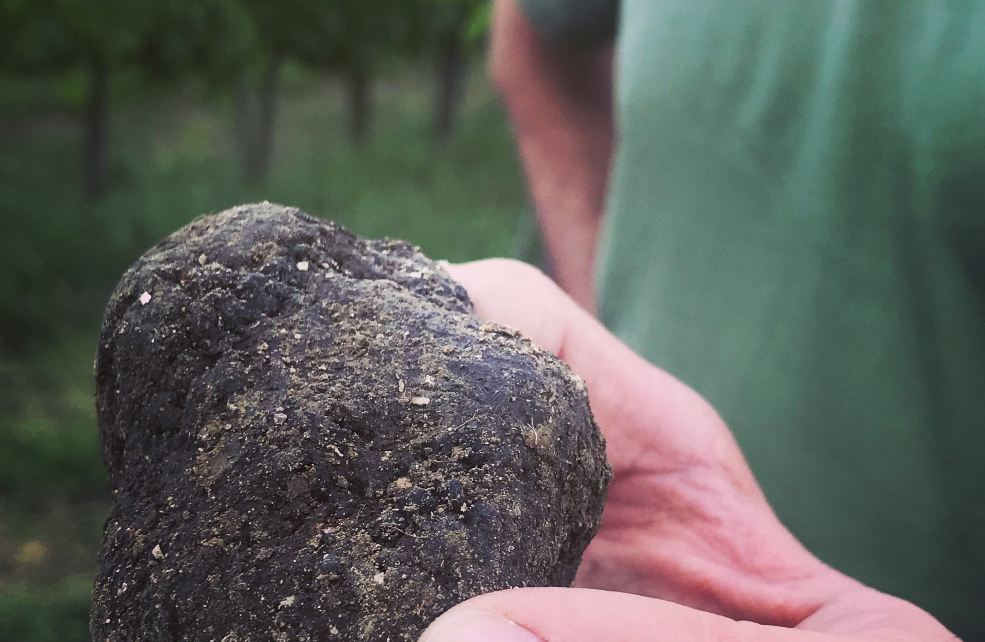 The Black truffle: from the pit to the table