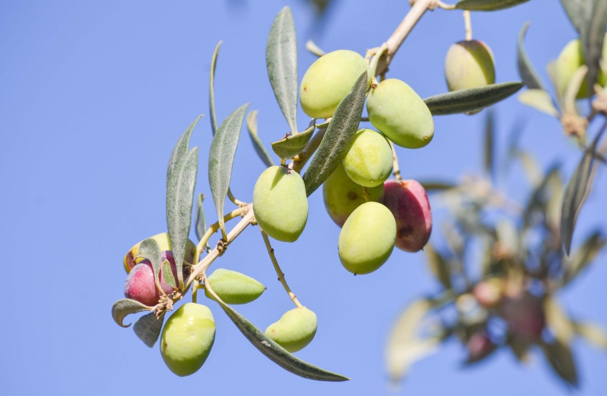 Between centuries-old olive groves to taste excellent oil and food!