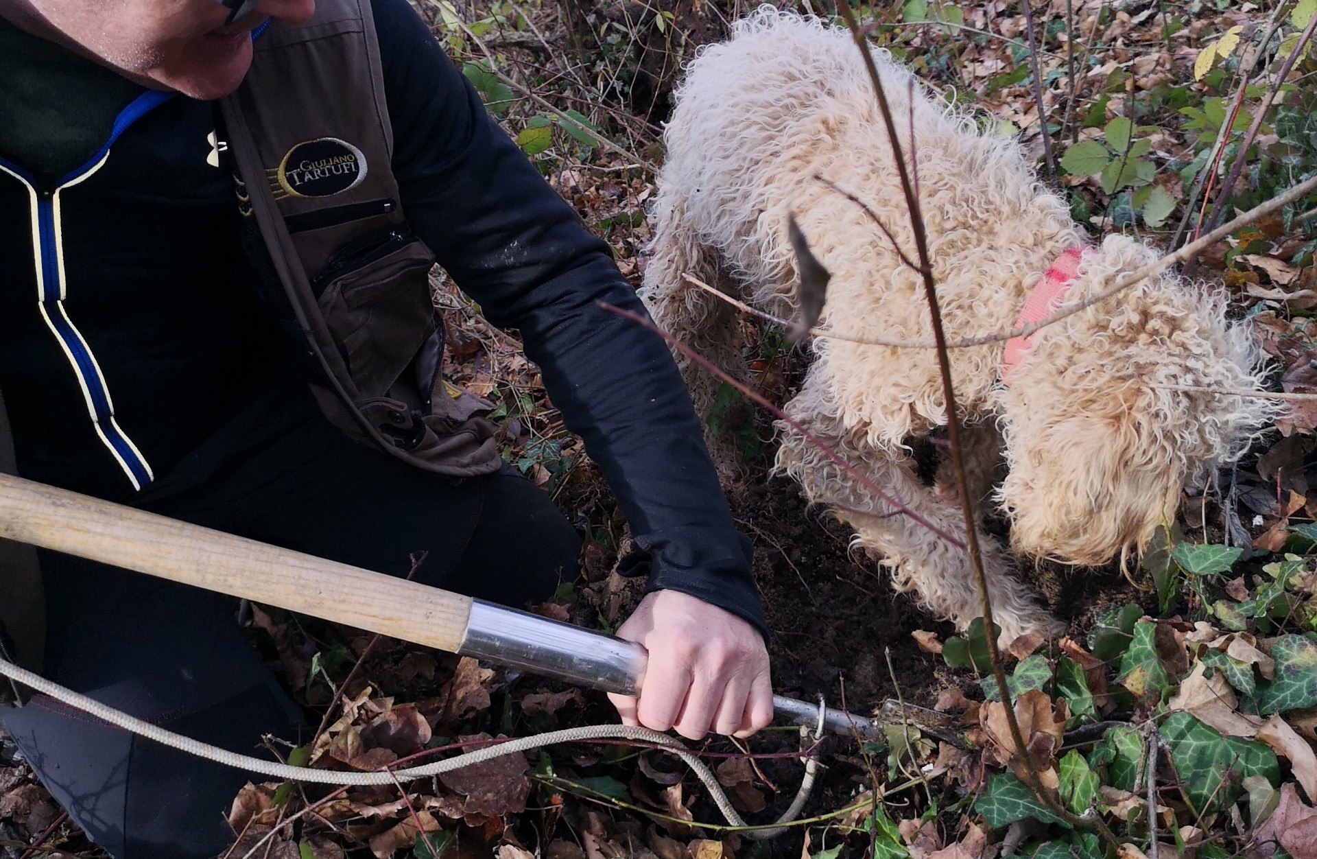 Truffle Hunting: discover the truffles world